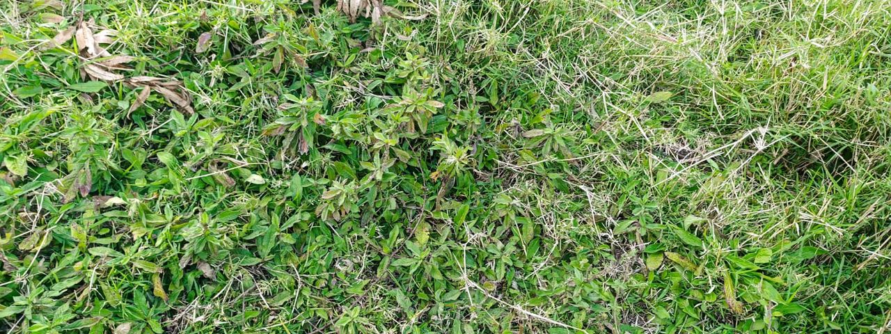 VENTA PROPIEDAD SARAPIQUI — photo 1 of 6