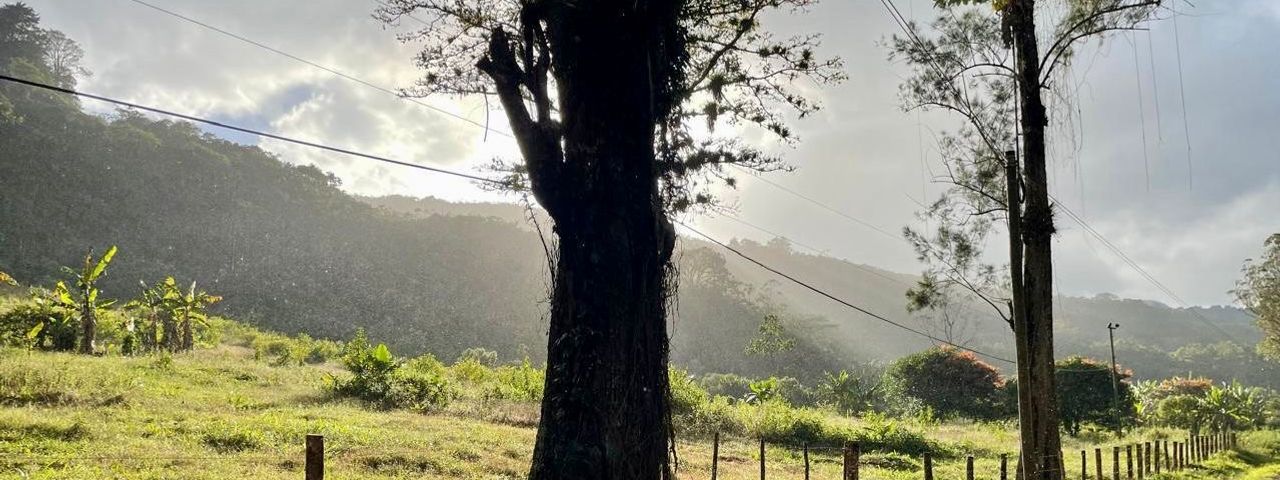 PURISÍL Estate, Orosi — photo 1 of 10