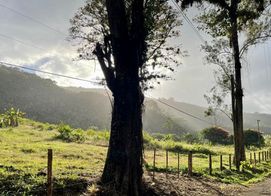 PURISÍL Estate, Orosi, Finca Purisil, Cartago Province, Orosi, Costa Rica