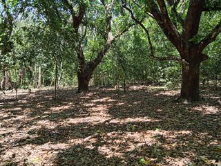 FINCA LAGUITO LIMONAL GUANACASTE — photo 5 of 14