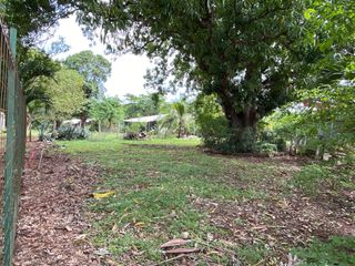 T- Salinitas Mango — photo 2 of 5