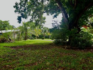 T- Salinitas Mango — photo 4 of 5