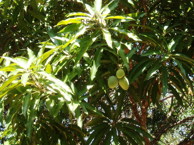 Live the Costa Rica Dream...Nature, Privacy and Pacific Beaches! — foto 15 de 20