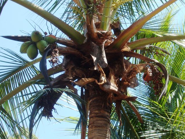 Live the Costa Rica Dream...Nature, Privacy and Pacific Beaches! — foto 17 de 20