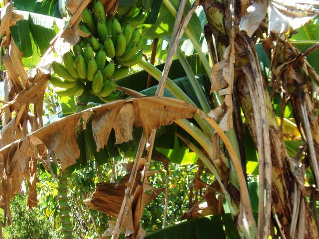 Live the Costa Rica Dream...Nature, Privacy and Pacific Beaches! — foto 16 de 20
