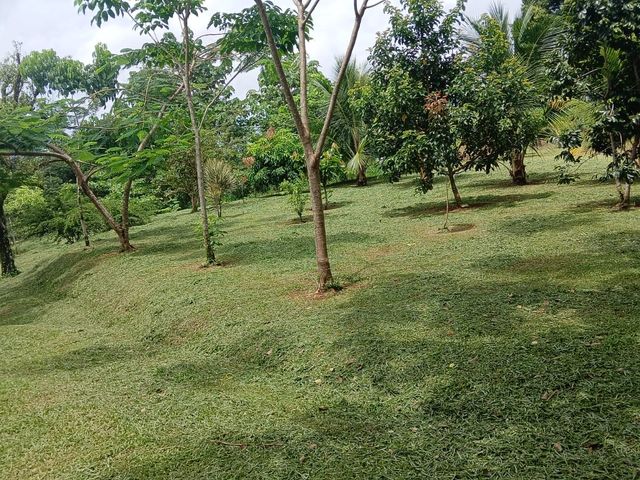 Hermoso y amplio terreno — foto 1 de 5