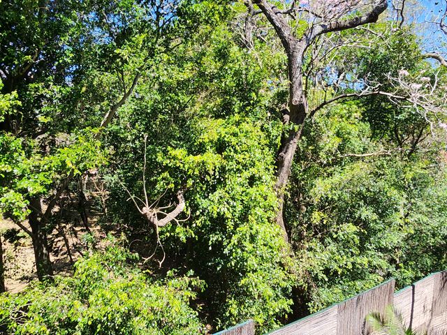 Exclusivo Apartamento Amueblado con Vista al Bosque – Condominio Montesol — photo 7 of 14