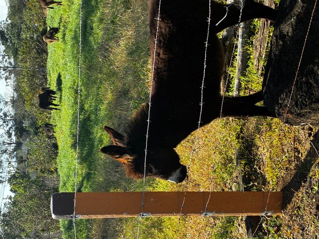 Terreno 7154 m2 Cañada, San Rafael, Alajuela — foto 6 de 6