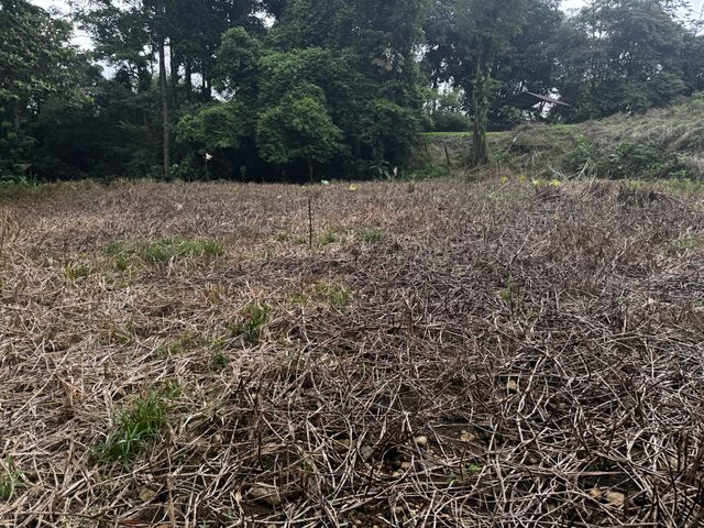 Lote Buenos Aires Guapiles — photo 1 of 12
