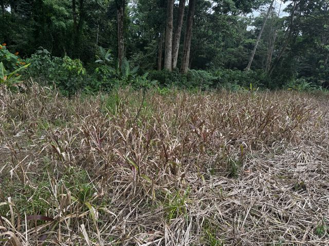 Lote Buenos Aires Guapiles — photo 6 of 12