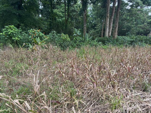 Lote Buenos Aires Guapiles — photo 12 of 12