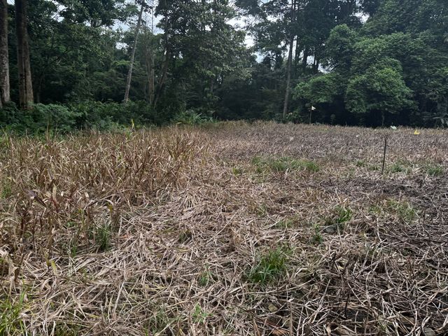 Lote Buenos Aires Guapiles — photo 8 of 12