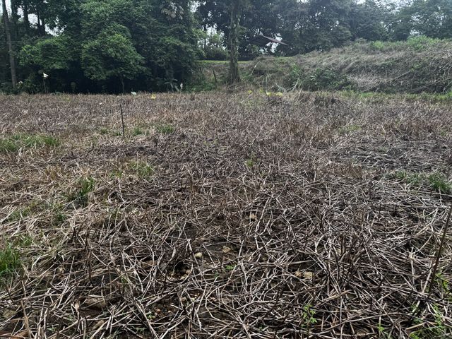 Lote Buenos Aires Guapiles — photo 9 of 12