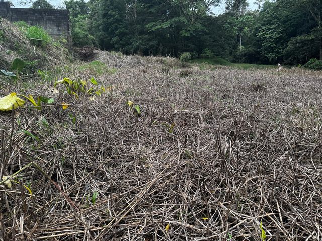 Lote Buenos Aires Guapiles — photo 11 of 12