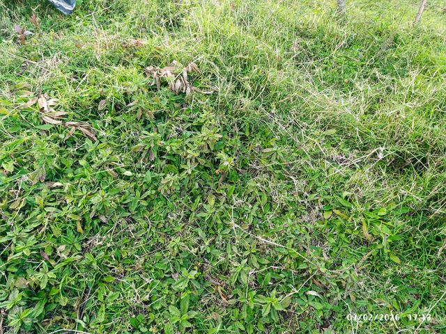 VENTA PROPIEDAD SARAPIQUI — photo 1 of 6