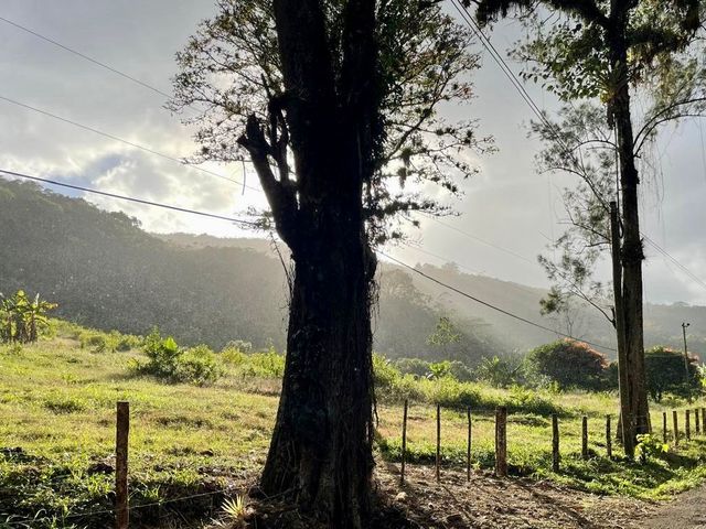 PURISÍL Estate, Orosi — photo 1 of 10