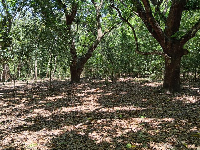 FINCA LAGUITO LIMONAL GUANACASTE — photo 5 of 14