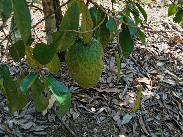FINCA LAGUITO LIMONAL GUANACASTE — photo 8 of 14