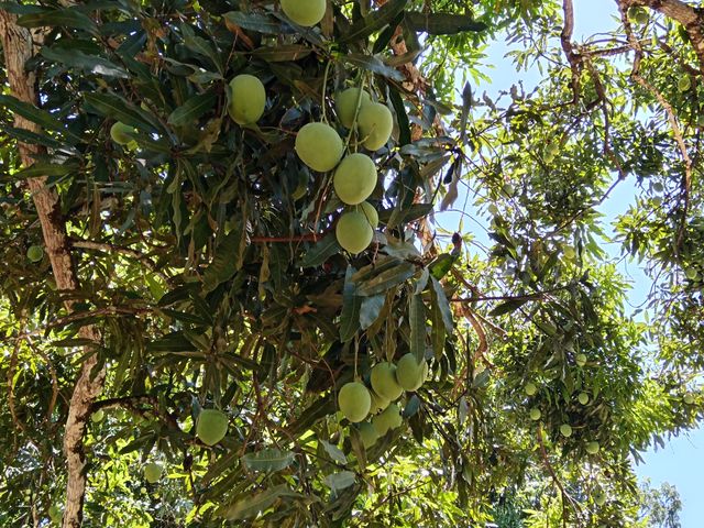 FINCA LAGUITO LIMONAL GUANACASTE — photo 9 of 14