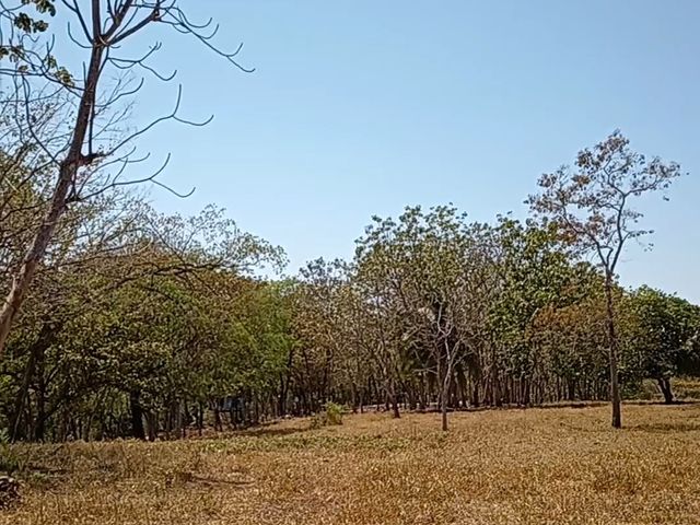 FINCA LAGUITO LIMONAL GUANACASTE — photo 10 of 14