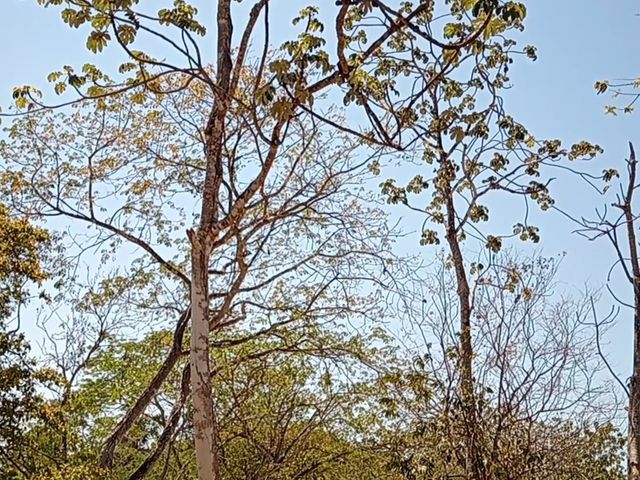 FINCA LAGUITO LIMONAL GUANACASTE — photo 12 of 14