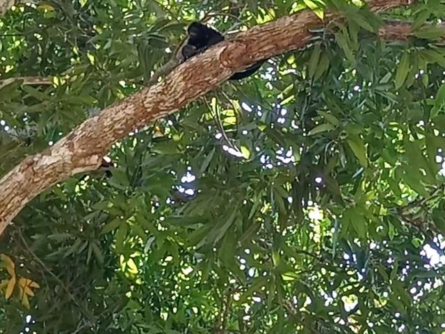 FINCA LAGUITO LIMONAL GUANACASTE — photo 14 of 14