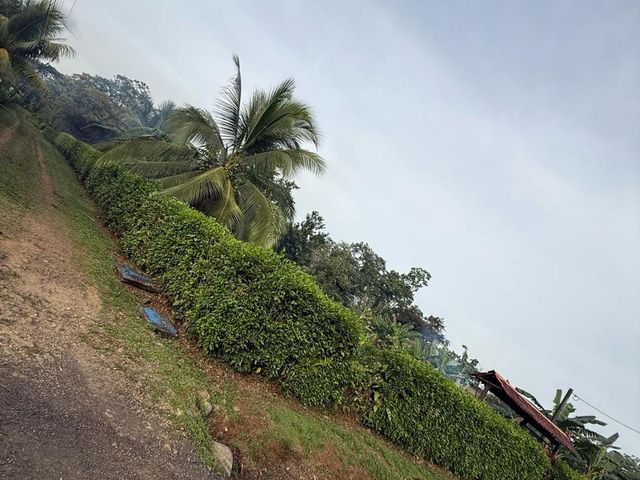 Precioso terreno a 20 metros de la Fortuna — photo 7 of 12