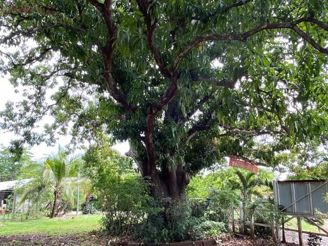 T- Salinitas Mango — photo 5 of 5