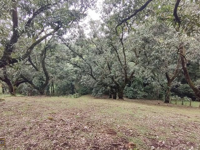 VENTA Gran lote en San Mateo de Alajuela — photo 9 of 19