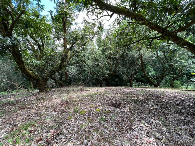 VENTA Gran lote en San Mateo de Alajuela — photo 7 of 19