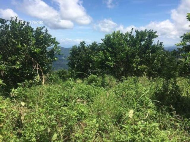 finca — photo 8 of 17