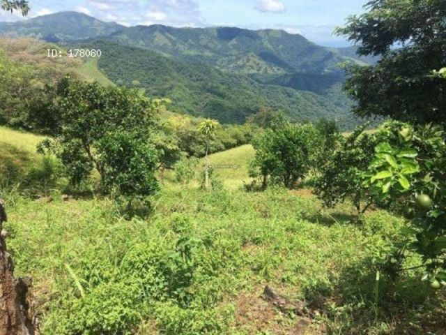 finca — photo 11 of 17
