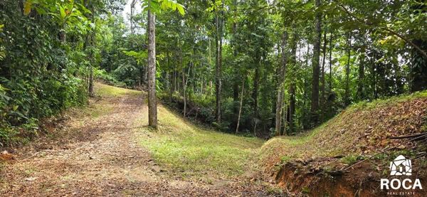 Amazing Land in Barusito between Escaleras and San Salvador de Pérez Zeledón., San José Province, Pérez Zeledón, Costa Rica — foto 5 de 5