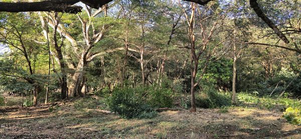 Terreno Paraíso, 27 Abril, Santa Cruz, Provincia de Guanacaste, Costa Rica — foto 2 de 5